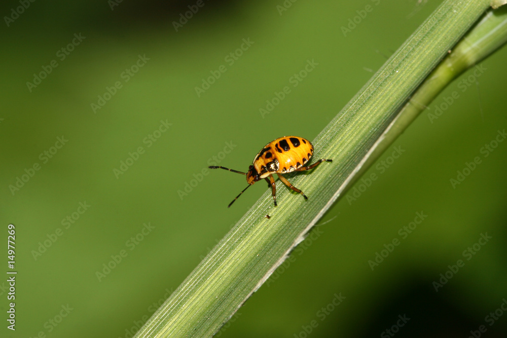 stinkbug stinkbug