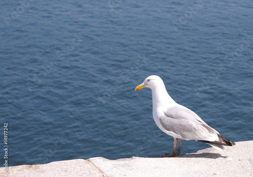 Mouette © leodeep