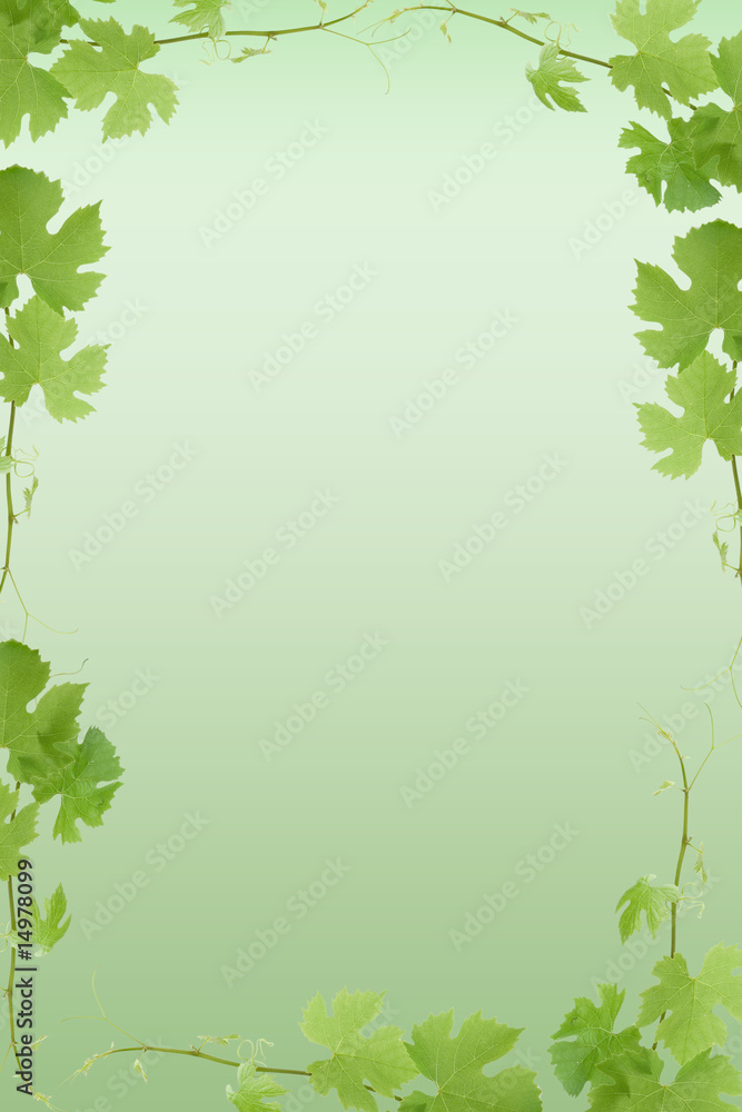 Fototapeta premium Weinrebe