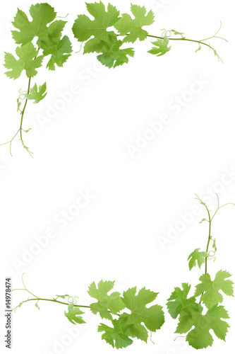 Weinrebe