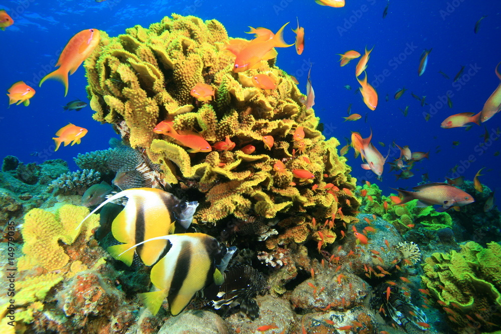 Fototapeta Liściaste Cup Coral i Red Sea Bannerfish