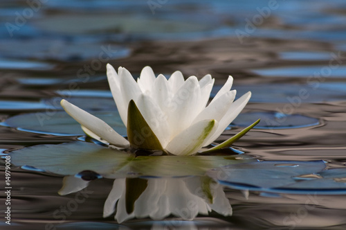 Fototapeta Naklejka Na Ścianę i Meble -  Seerose