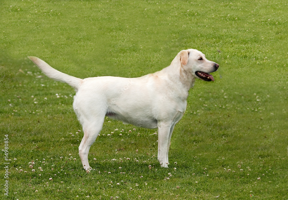 Golden labrador waiting obediently