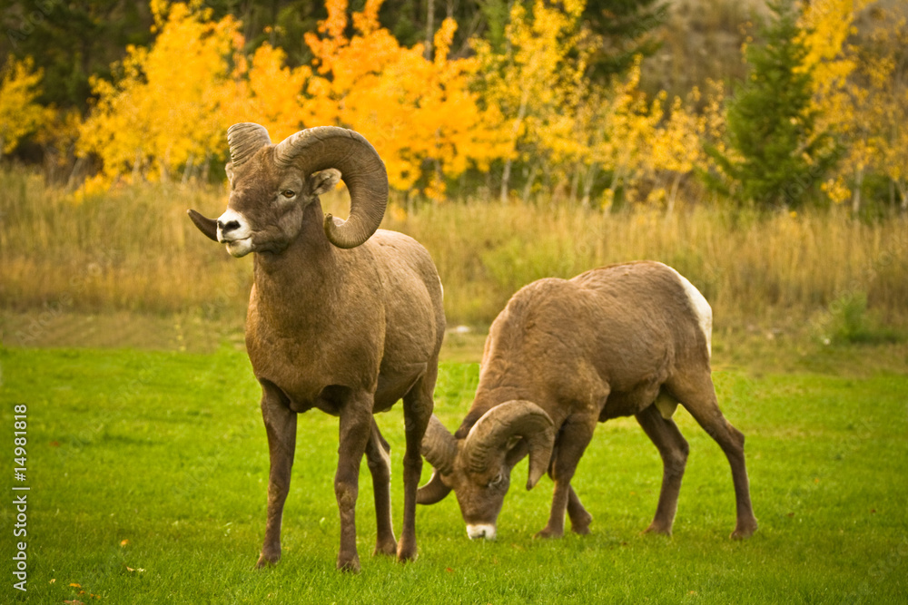 Fototapeta premium Brotherhood