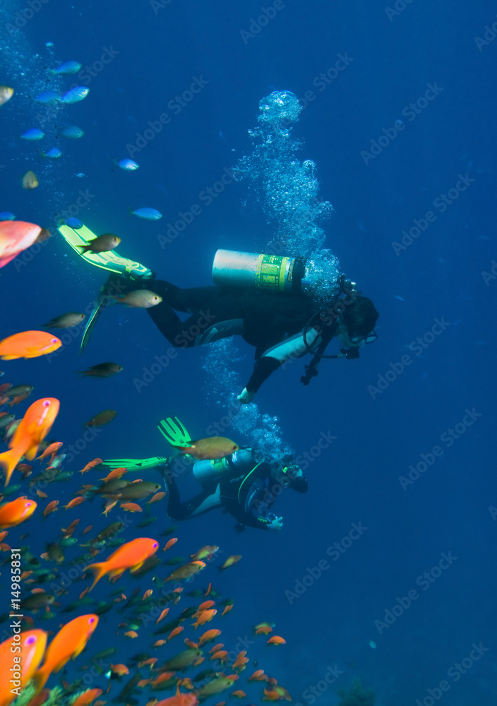 Fototapeta premium A divers floating over a coral reef in the Red Sea