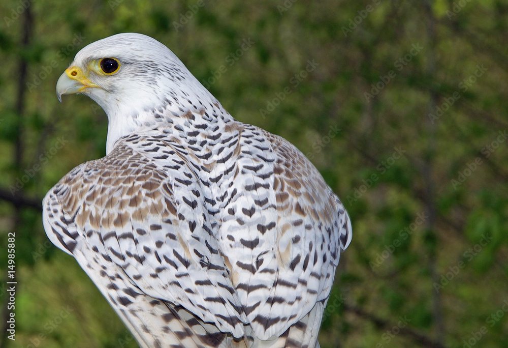 Gerfalke im weißen Federkleid Gerfalke im weißen Federkleid