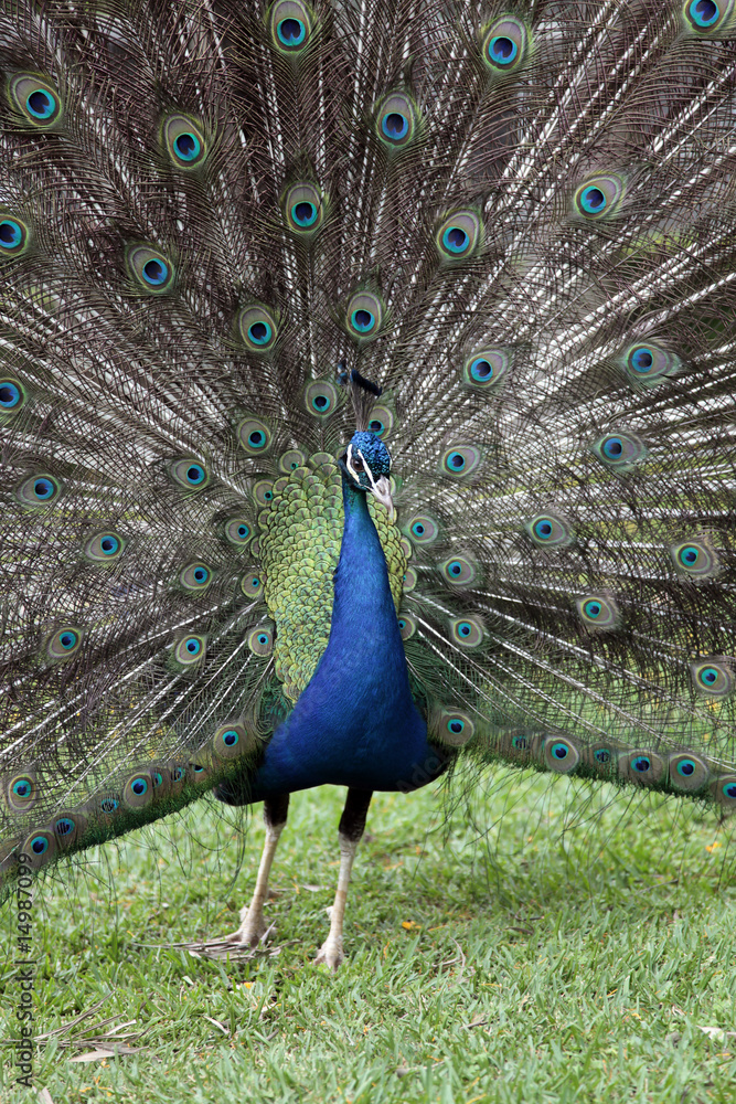 Obraz premium Paon - Peacock