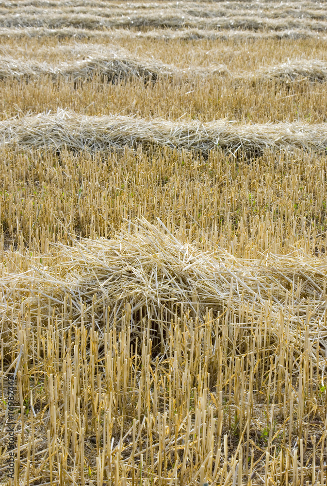 Fototapeta premium Stoppie di grano
