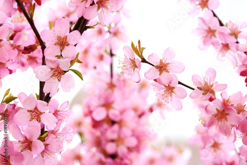 Pink flower isolated on White