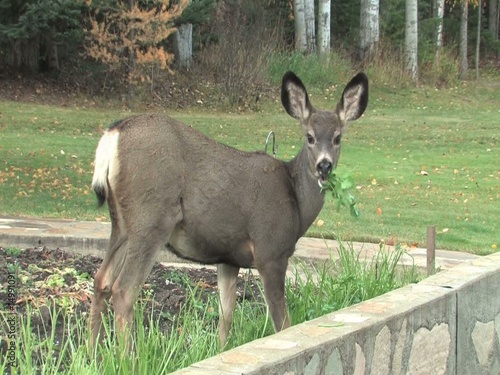 Young deer eating parsley out of the garden