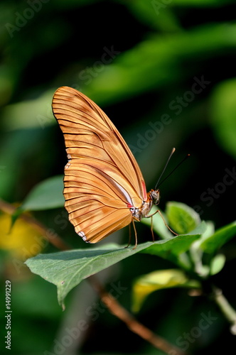 A Posing Butterfly
