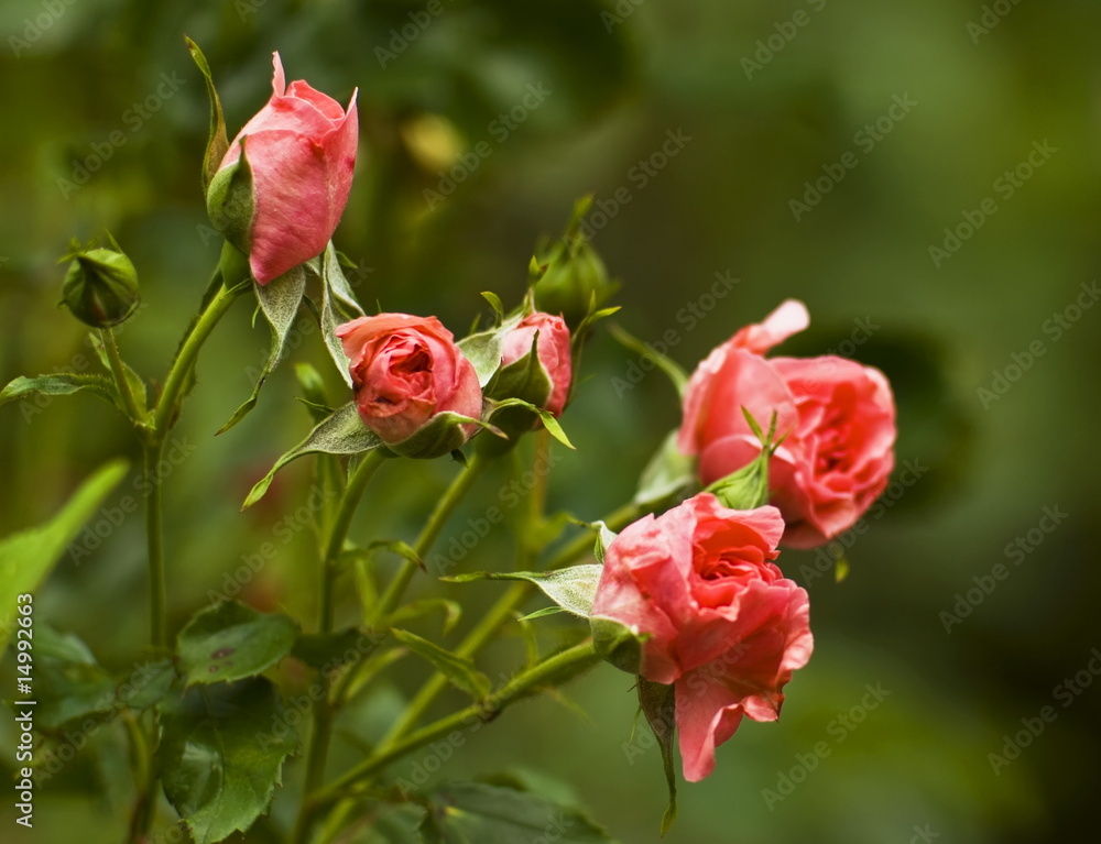 Pink Rosebud