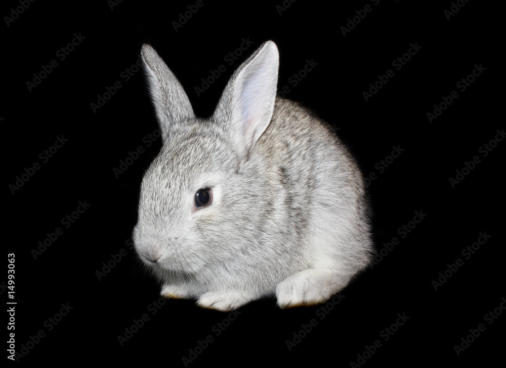Naklejka premium small rabbit