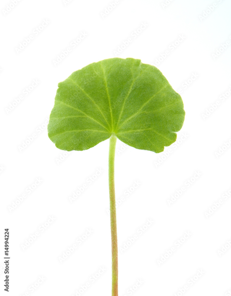Leaf Leaf