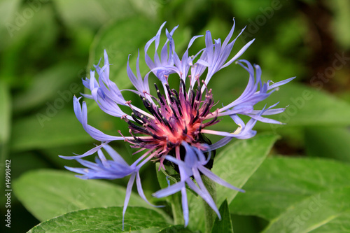 bluet