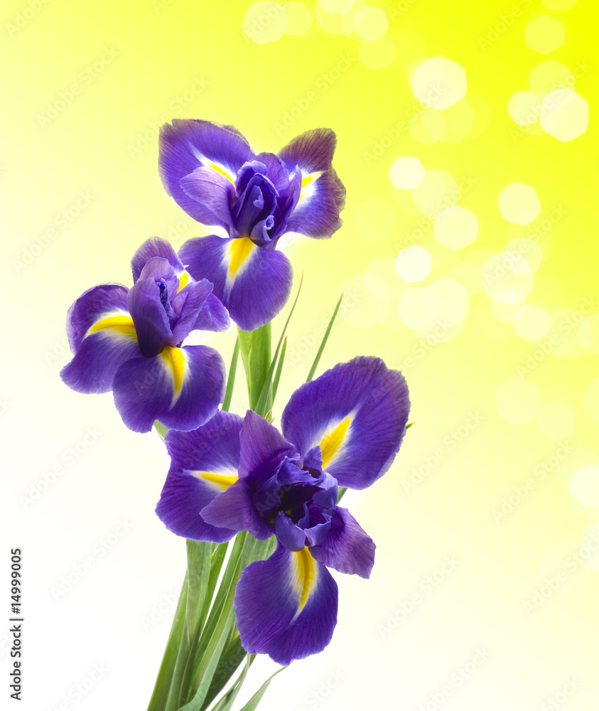 Beautiful fresh iris flowers with waterdrops isolated
