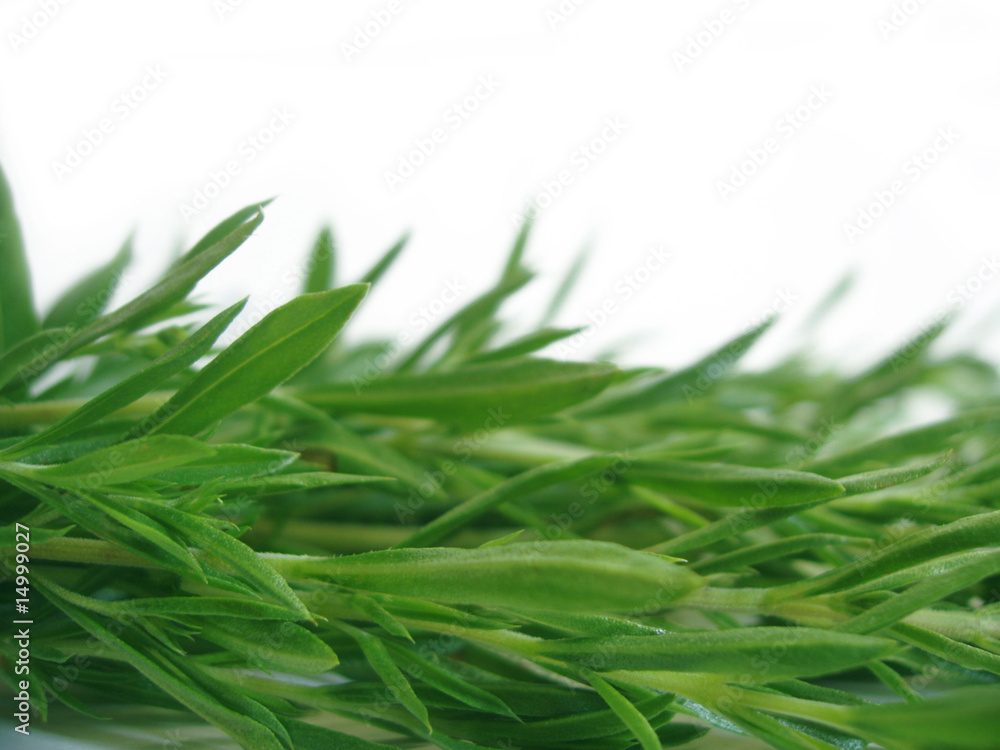 Fototapeta premium rosemary background