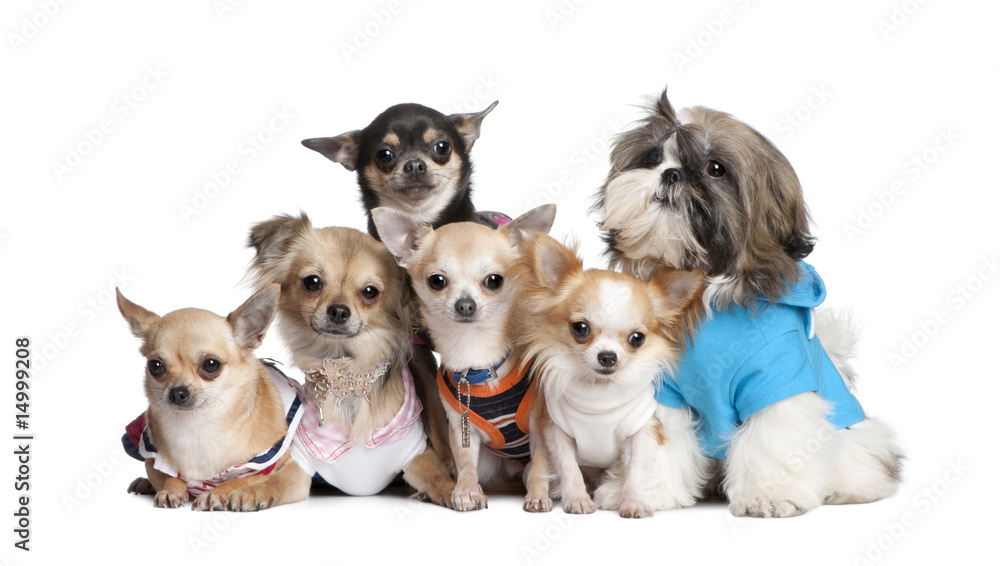Group of dogs dressed-up : 5 chihuahuas and a  Shih Tzu
