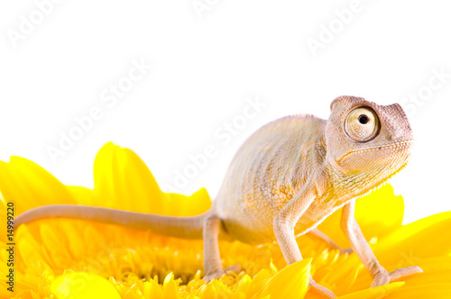 Chameleon on flower.