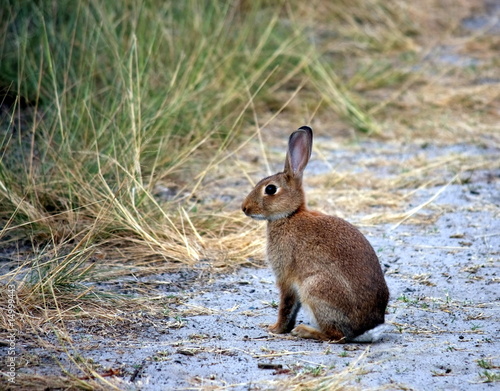 Wild rabbit  siting on sand track