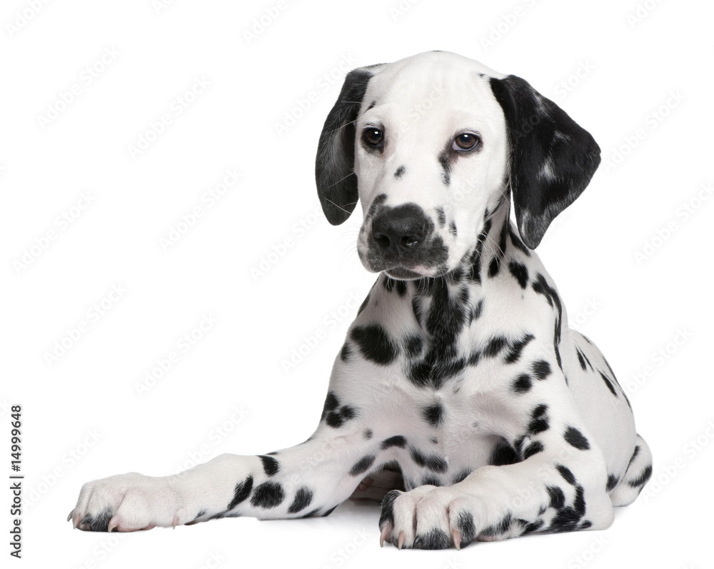 Dalmatian puppy
