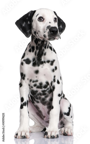 Dalmatian puppy © Eric Isselée