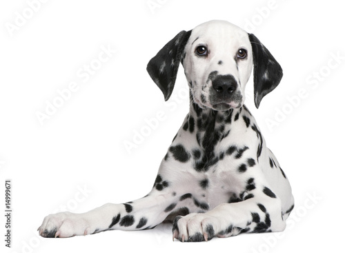 Εκτύπωση καμβά Dalmatian puppy