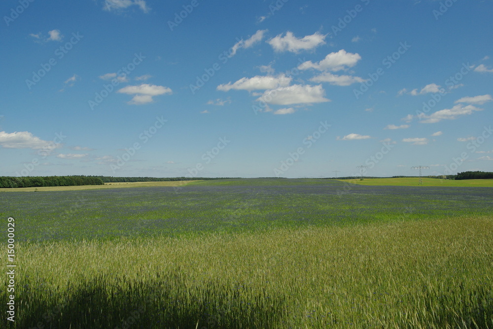 Fototapeta premium Kornblumenfeld