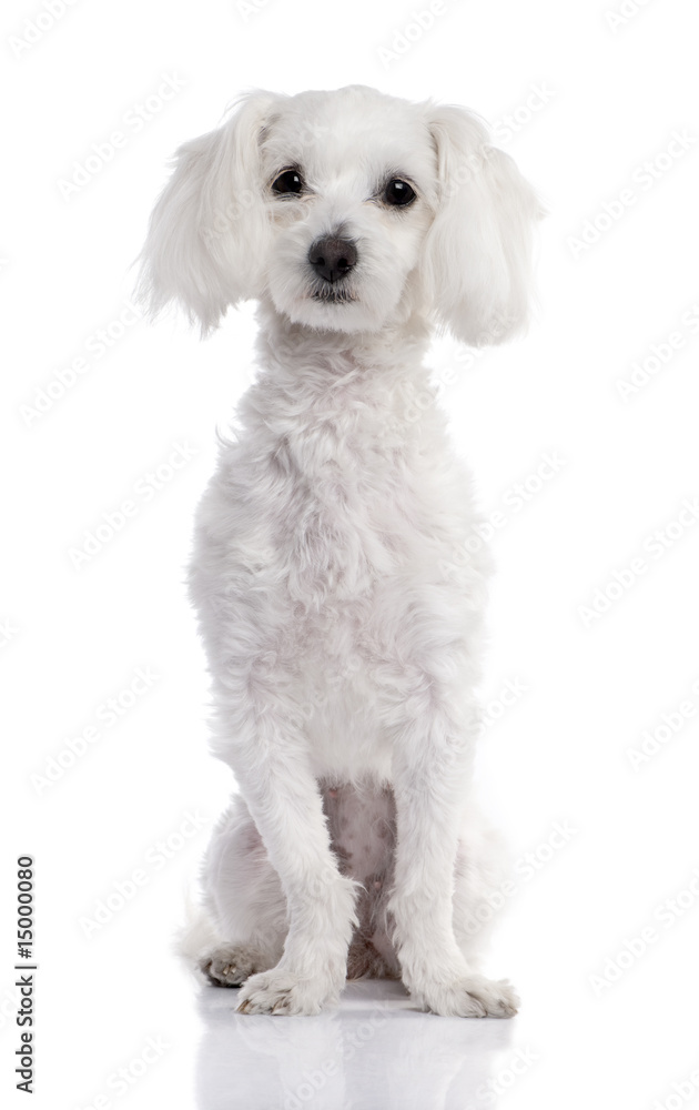 maltese dog (2 years old)