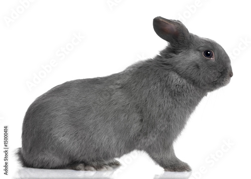 profile of a grey lop Rabbit (8 months old) photo