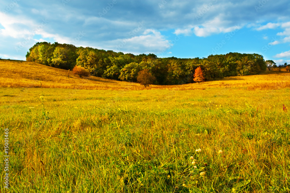 Autumn grassland