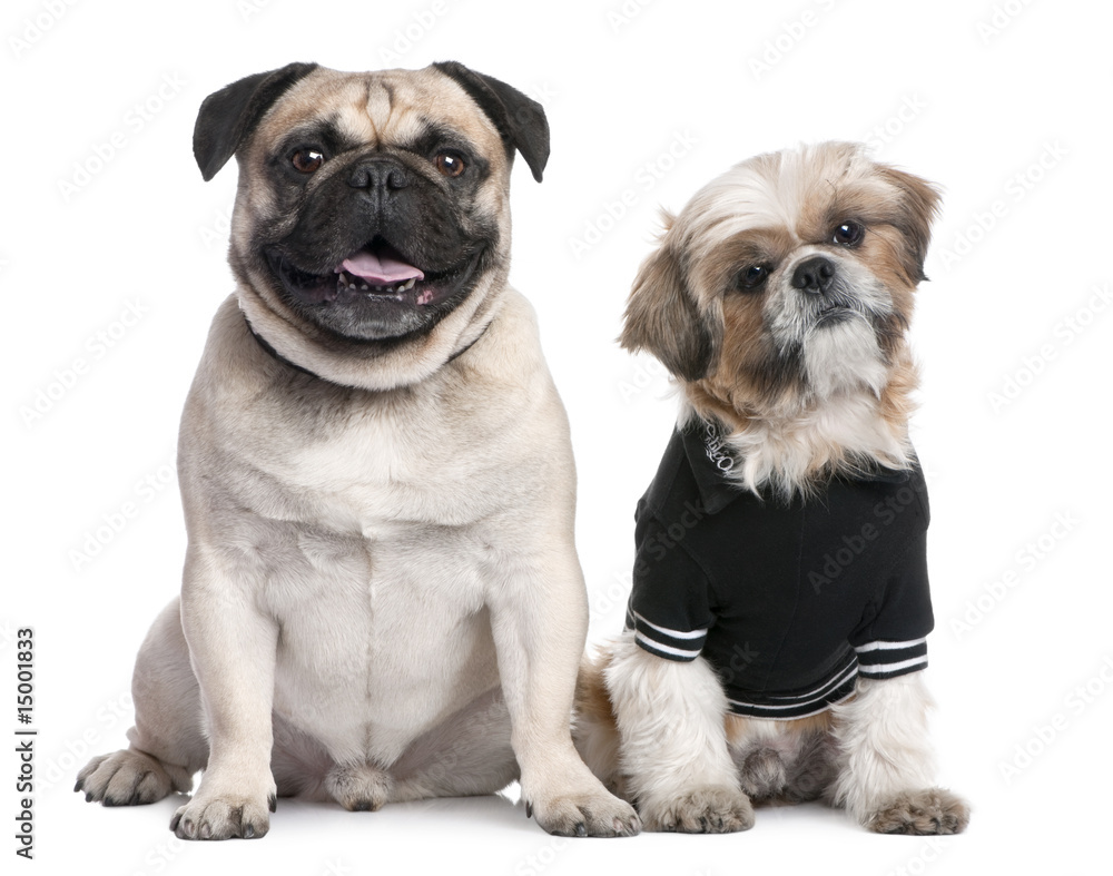Couple of dogs : Shih Tzu dressed-up and a pug Couple of dogs : Shih Tzu dressed-up and a pug