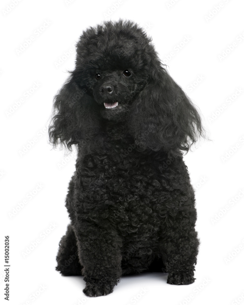Black Poodle (5 years old) in front of a white background Black Poodle (5 years old) in front of a white background