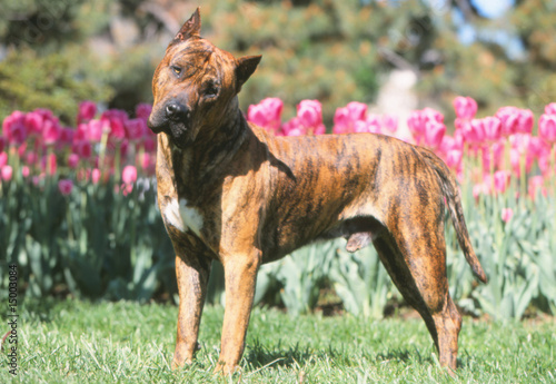 chien dogo canario debout curieux dans un jardin - soleil photo