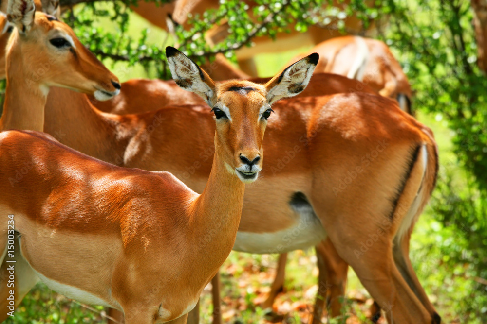 Fototapeta premium Wild antelope