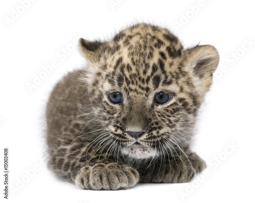 Persian leopard Cub  6 weeks 