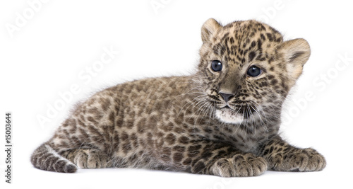 profile of a Persian leopard Cub lying down (6 weeks)