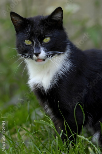 Schwarzer Kater