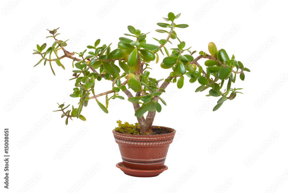 Obraz premium Window plant in a flowerpot