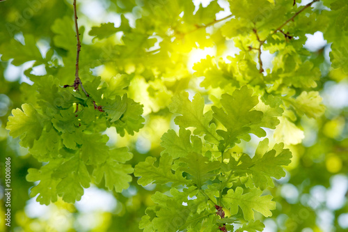 Dekoracja na wymiar  oak-tree-leaves-sunlight