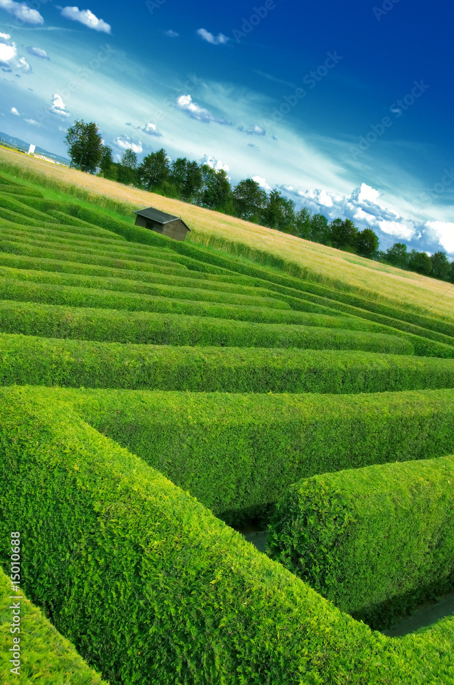 hedgerow hedgerow
