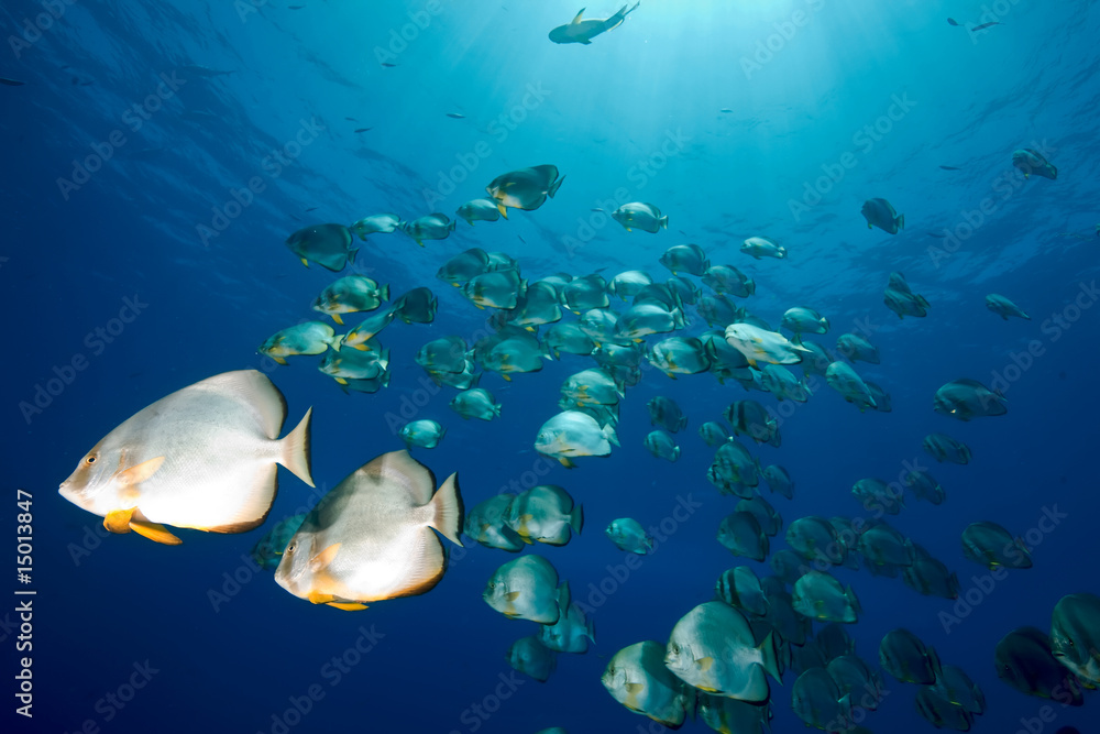 Fototapeta premium ocean and orbicular spadefish