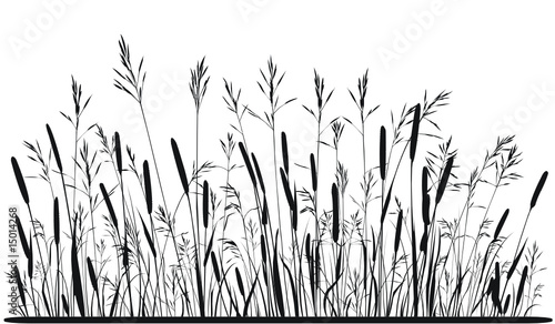 Silhouette of meadow grass