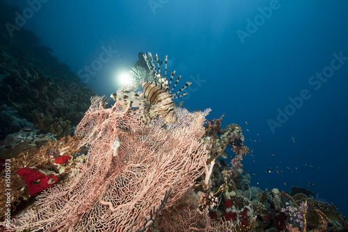 ocean  coral and sun