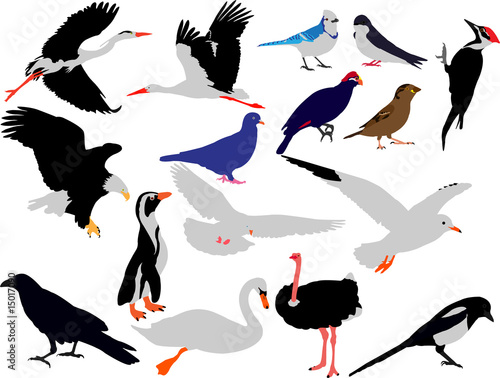 birds collection vector