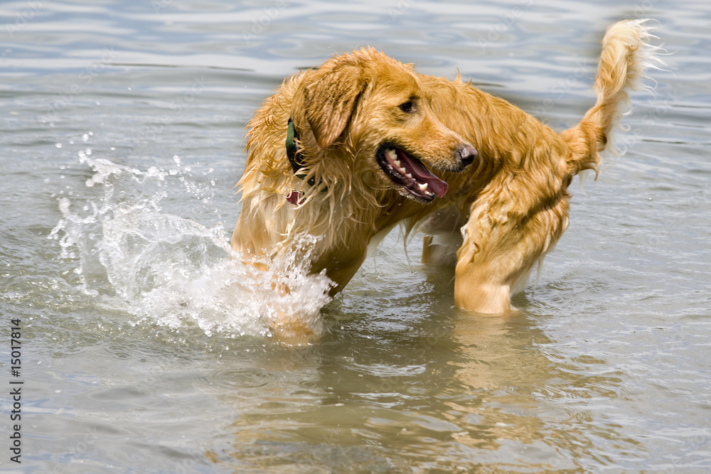 golden retriever playing in water