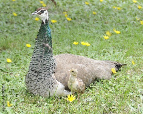 Alert Peahen with New Chick photo