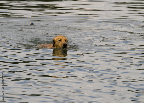 golden retriever playing in water looking for a ball