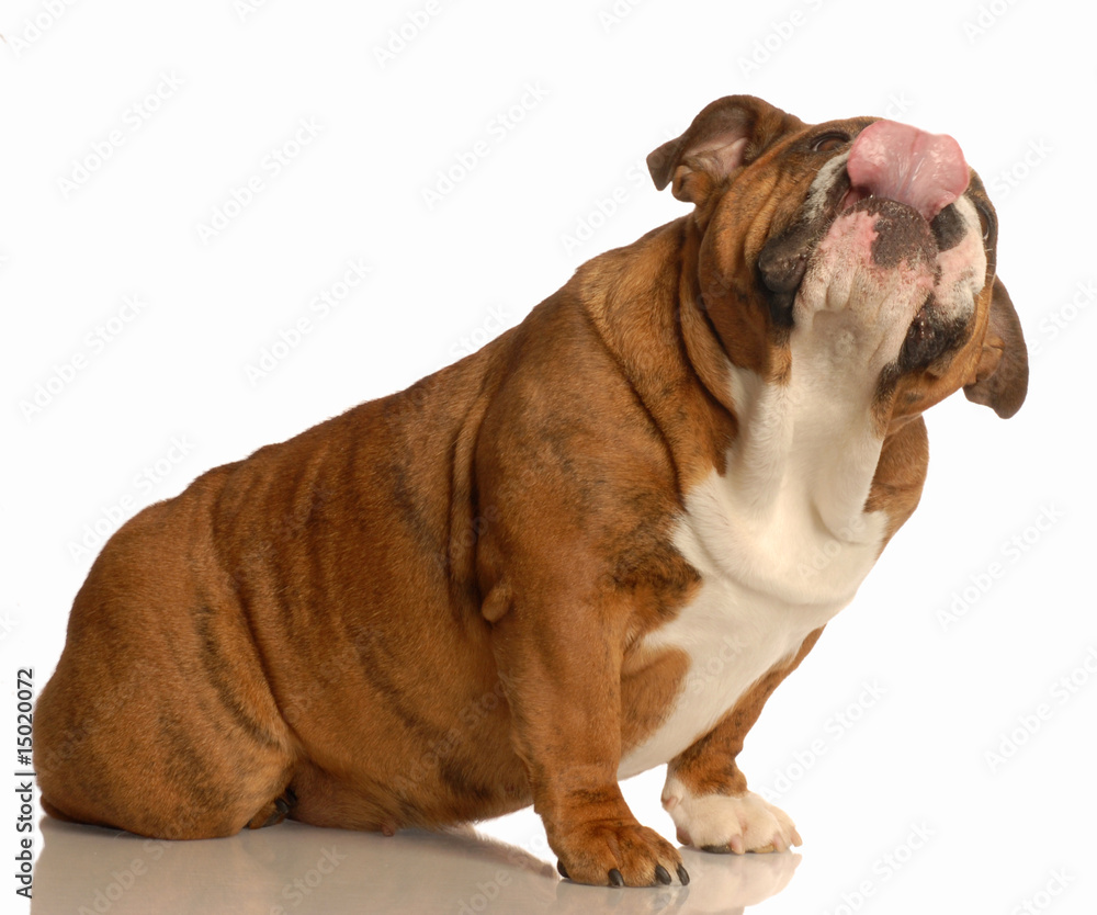 red brindle english bulldog female licking lips red brindle english bulldog female licking lips