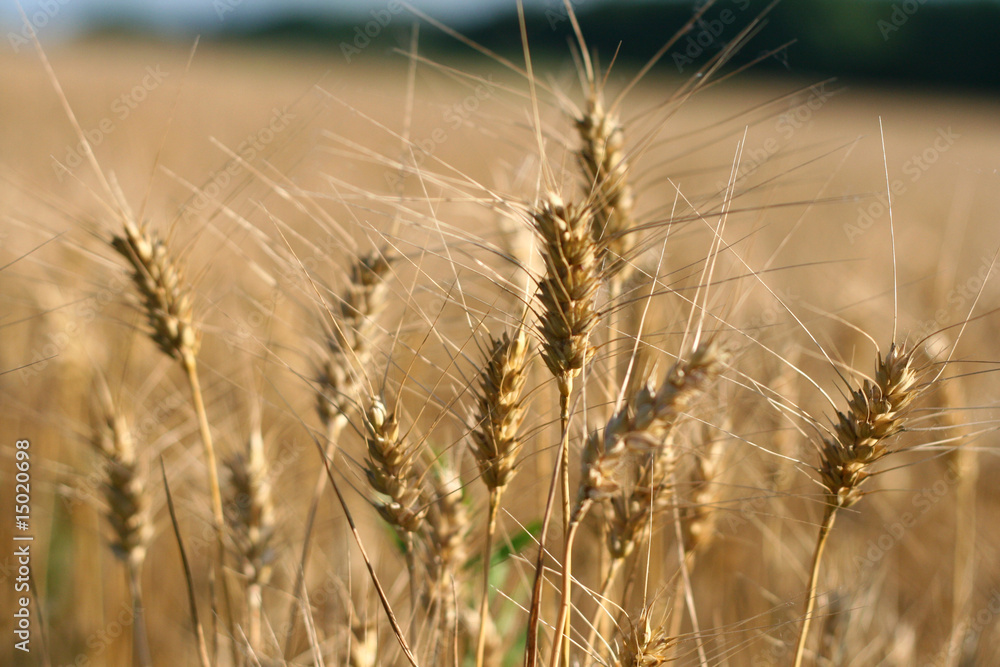 Fototapeta premium Wheat Ready for Harvest